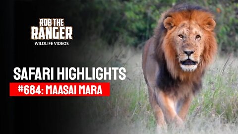 Safari Highlights #684: 02 & 03 April 2022 | Lalashe Maasai Mara | Latest Wildlife Sightings