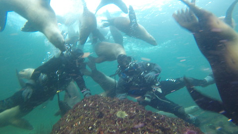 360 Selfie with Sealions