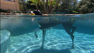 Funny Great Dane Loves To Play Underwater With Her Pool Piggy - Go Pro 9 Fun