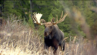 The Savage Bull Moose Saga