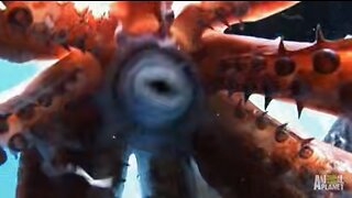 Giant Squid Attacked Diver