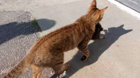 Mother cat rescuing her kitten from the crowds of tourists