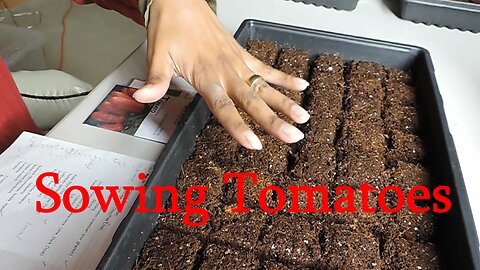 Sowing Tomatoes