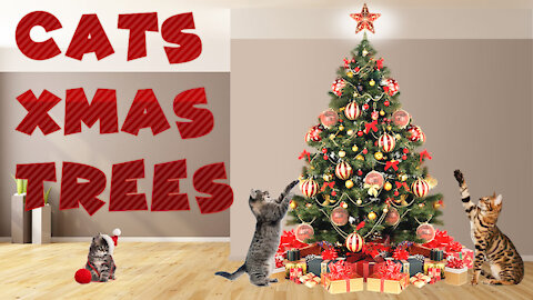 Cats and Christmas Trees - Try Not Laugh