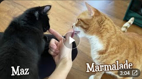 Introducing the New Kittens to Marmalade for the First Time