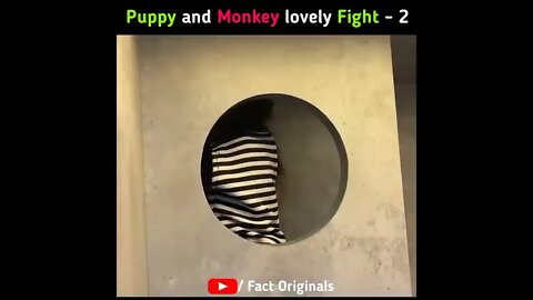 Puppy really disturbed baby monkey. 🤣🤣🤣😂😂