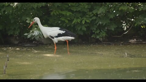 Close up of stork walking in shallow water river