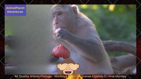 4K Quality Animal Footage - Monkeys Beautiful Scenes Episode 5 | Viral Monkey