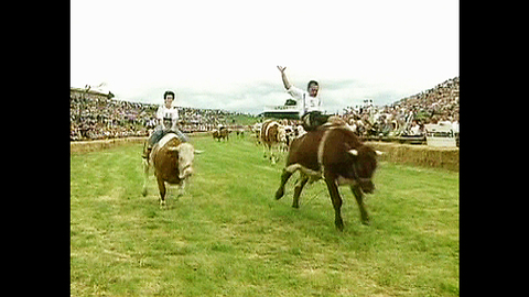 Bavarian Ox Racing