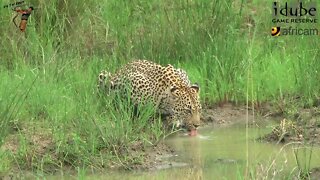 Female Leopard Drinking