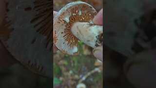 This Mushroom OOZES a MILKY Sap when Cut or Bruised!