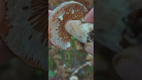 This Mushroom OOZES a MILKY Sap when Cut or Bruised!