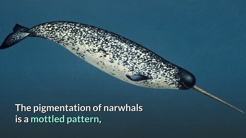 Narwhal Description, Characteristics and Facts!