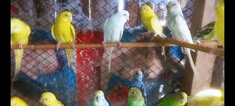 Beautiful budgies Parrots colony