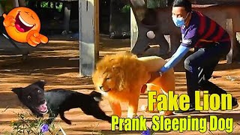 Troll Prank Dog Funny & fake Lion and Fake Tiger Prank To dog & Huge Box Prank to dog