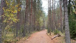 ISO Melkutin Forest Walk