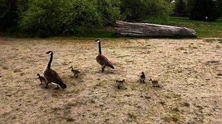 Adorable baby geese enjoy an afternoon at the lake