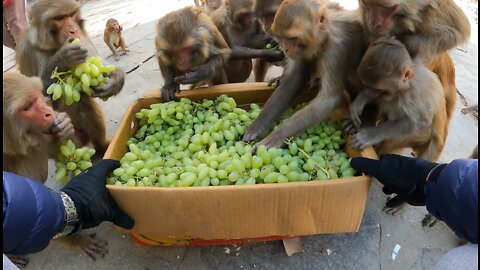 Feeding fresh Grapes to wild monkey || monkey love grapes
