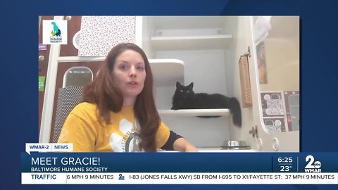Gracie the cat is up for adoption at the Baltimore Humane Society