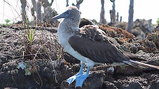 The blue-footed booby is one of Galapagos' most iconic animals