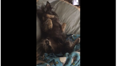 Dog expects belly rubs when owner walks into room