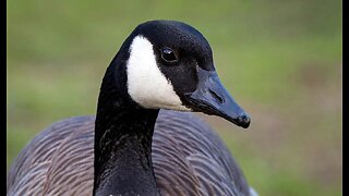 Canada Gooses: More Trouble Than Canada Mooses