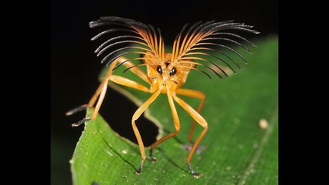 Top Ten Weird Bugs #viral #Bugs #Topten #weirdbugs #nature #facts