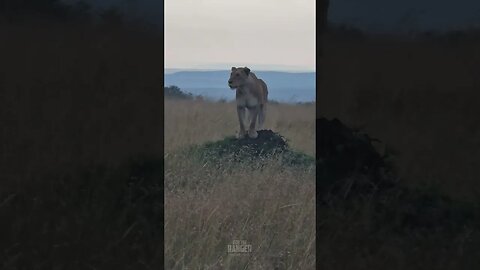 Vantage Point... #Wildlife | #ShortsAfrica