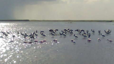 Loxahatchee National Wildlife Refuge, Florida birds