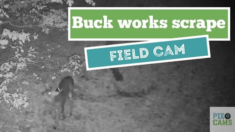 Buck works over scrape on field cam