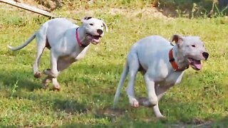 2 Dogo Argentino Puppies Socializing within a Pure/Mixed Breed Pack, Weeks 3-4 [GUWD#11]