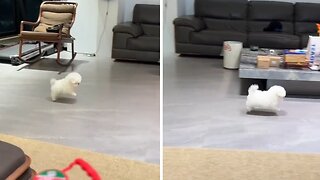 Puppy imitates bunny with the tiniest hops