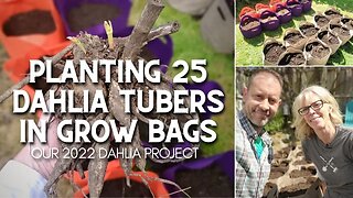 Planting 25 Dahlias in Grow Bags 😀