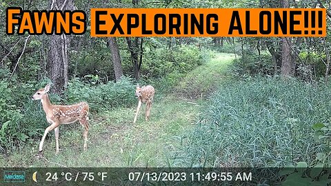 Brave FAWNS Venturing Out ALONE!!!