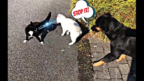 Dog Break Up Cat Fights: A Video Compilation | Cat fight| Dog intervention| video #6
