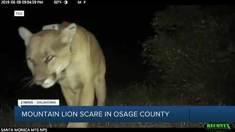 Video captures mountain lion screech in Osage County