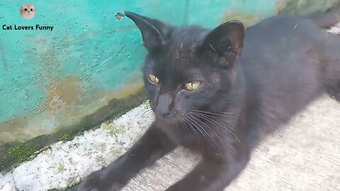 black cat is very handsome