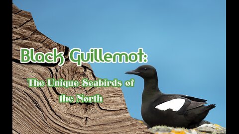 Black Guillemot: The Unique Seabirds of the North