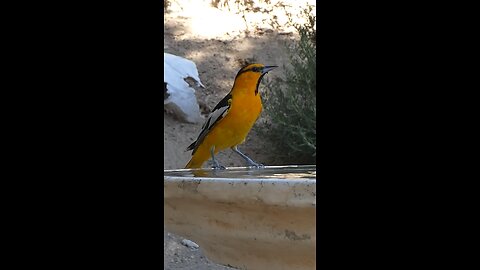 Bullock's Oriole🐦Afternoon Sip