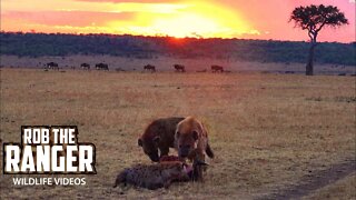 Hyenas With A Meal At Sunrise | Maasai Mara Safari | Zebra Plains