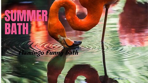 Flamingo Chick Summer Bath
