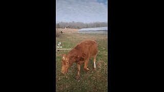 Happy cows and calves.