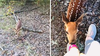 Fawn Gets Bottle Fed After Mom Killed By Coyote