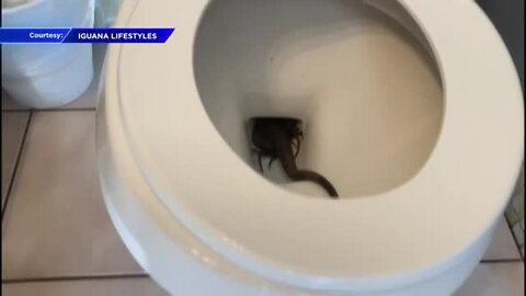 Florida woman surprised by uninvited iguana, in her toilet