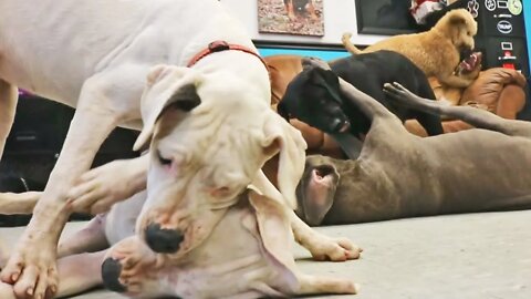 Indoor Play with Our Playcare Pack [with Labs, a Poodle, Cane Corso, Dogo Argentinos & Mixed Breeds]