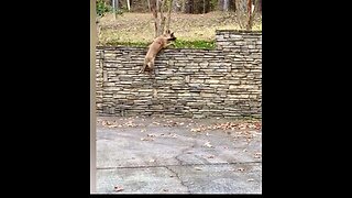 Belgian Malinois almost scales 6ft rock wall and lands like a cat.