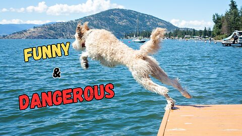 Funny and Dangerous Water Dogs