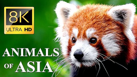 Animals Of Asia 8K - Names and Real Sounds