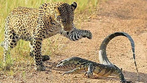 Leopards and even lions avoid him! The Nile monitor lizard is the main robber of Africa!