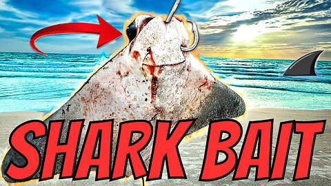 BIG BULL SHARK Caught from Florida Beach!